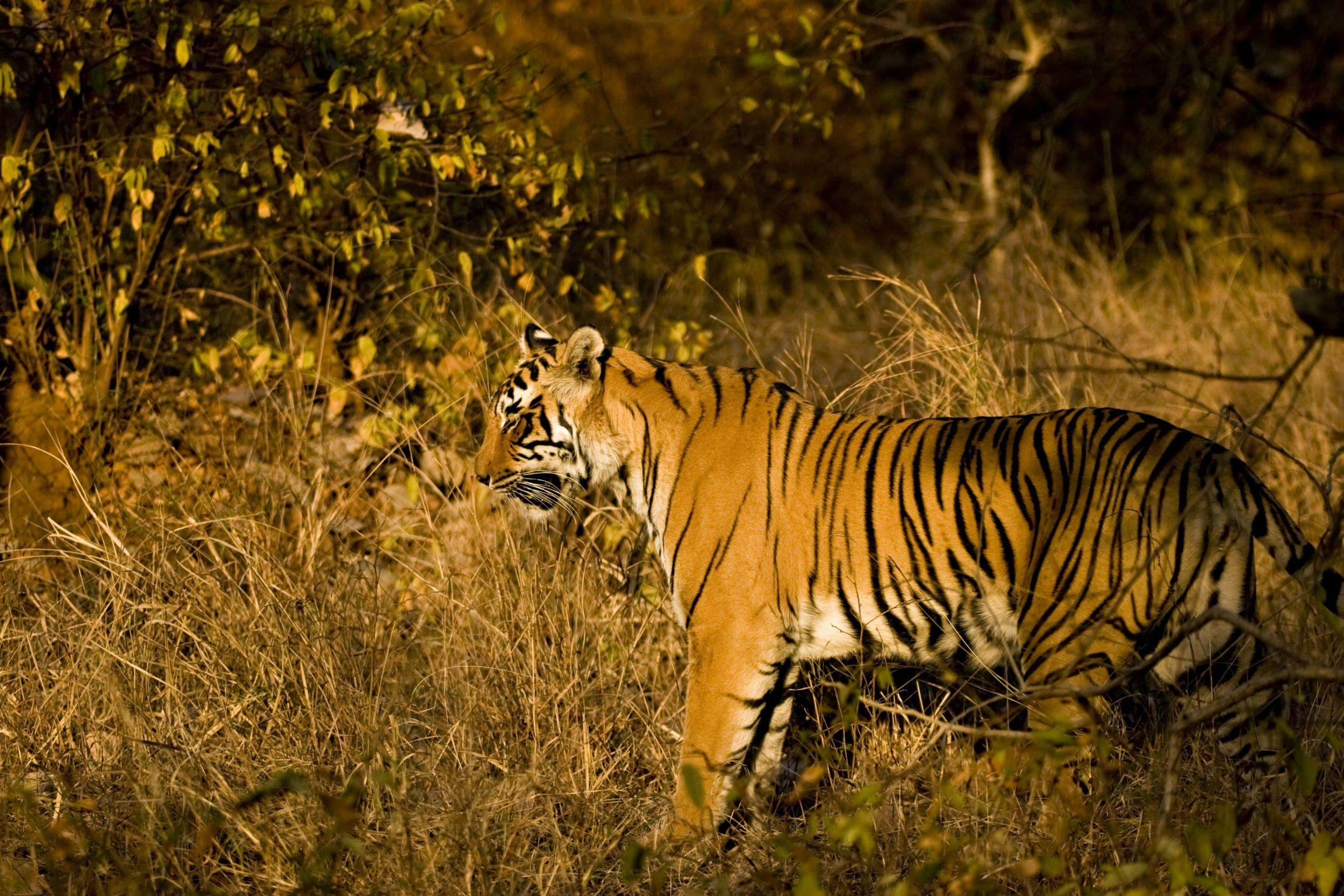 Land of Tigers 11-day Small Group Tour in India | TransIndus