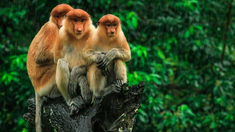  Singes Proboscis à Bornéo 