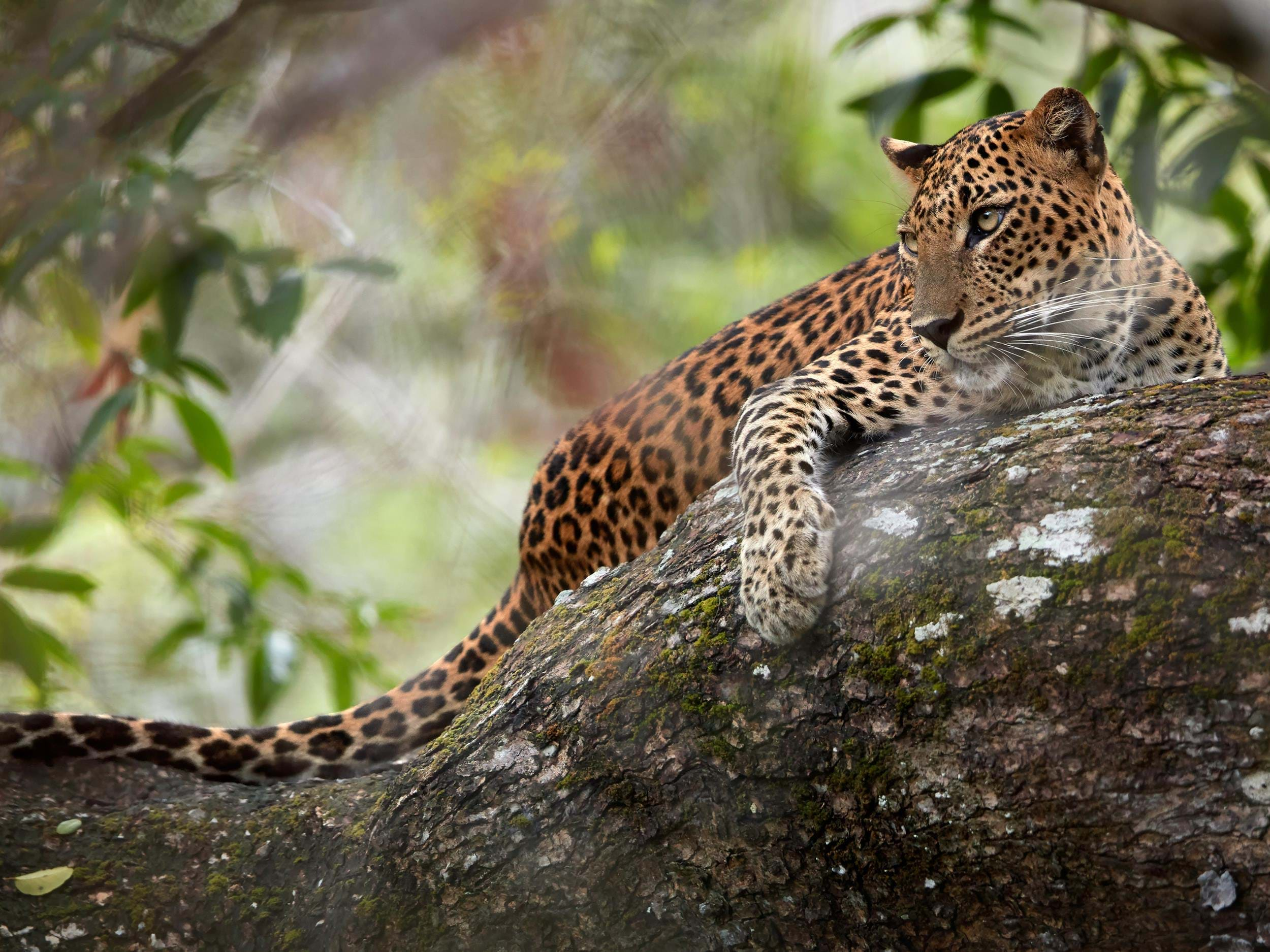 Top Five Wildlife Experiences In Sri Lanka | TransIndus