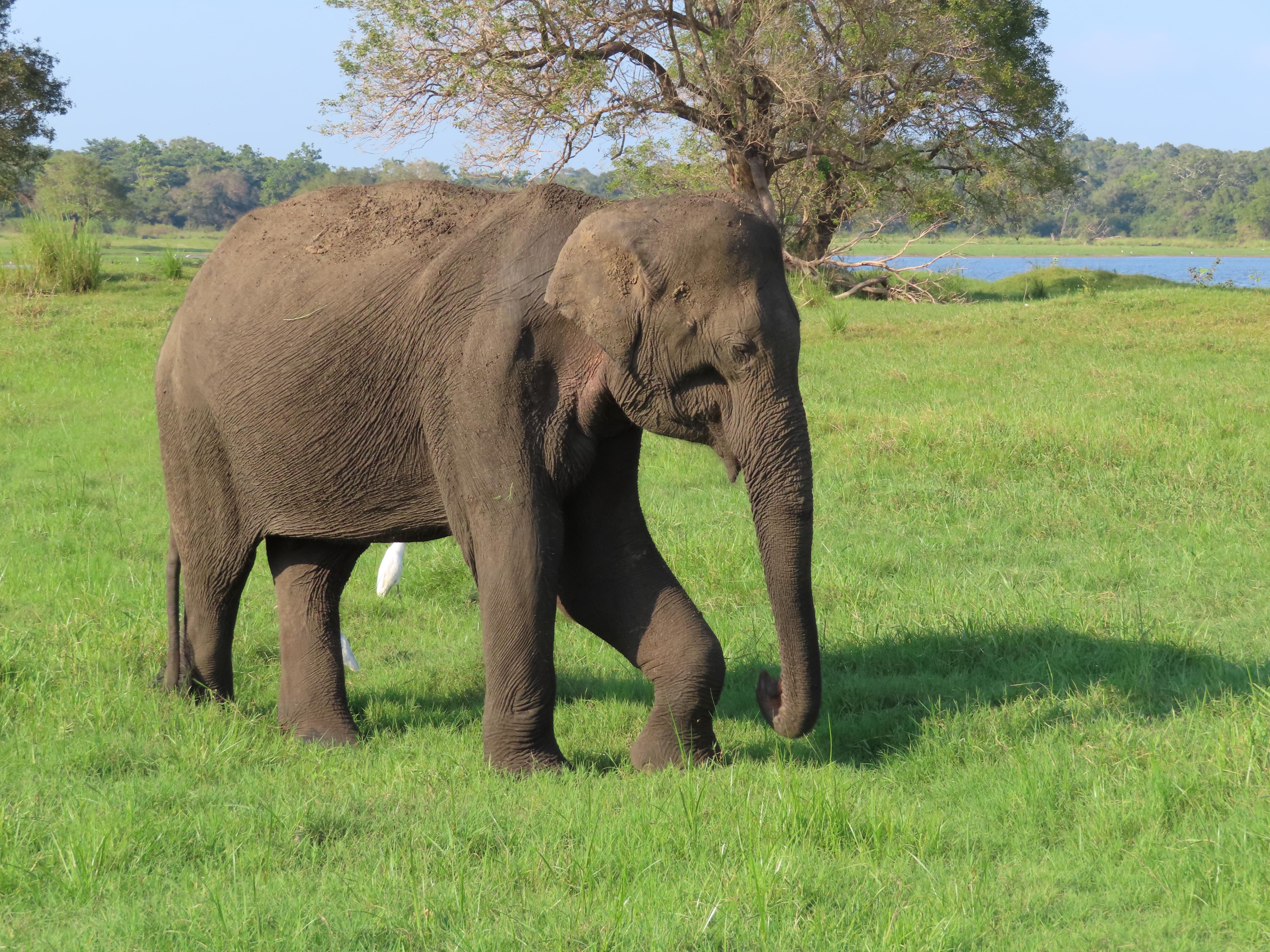 Uda Walawe Elephant 