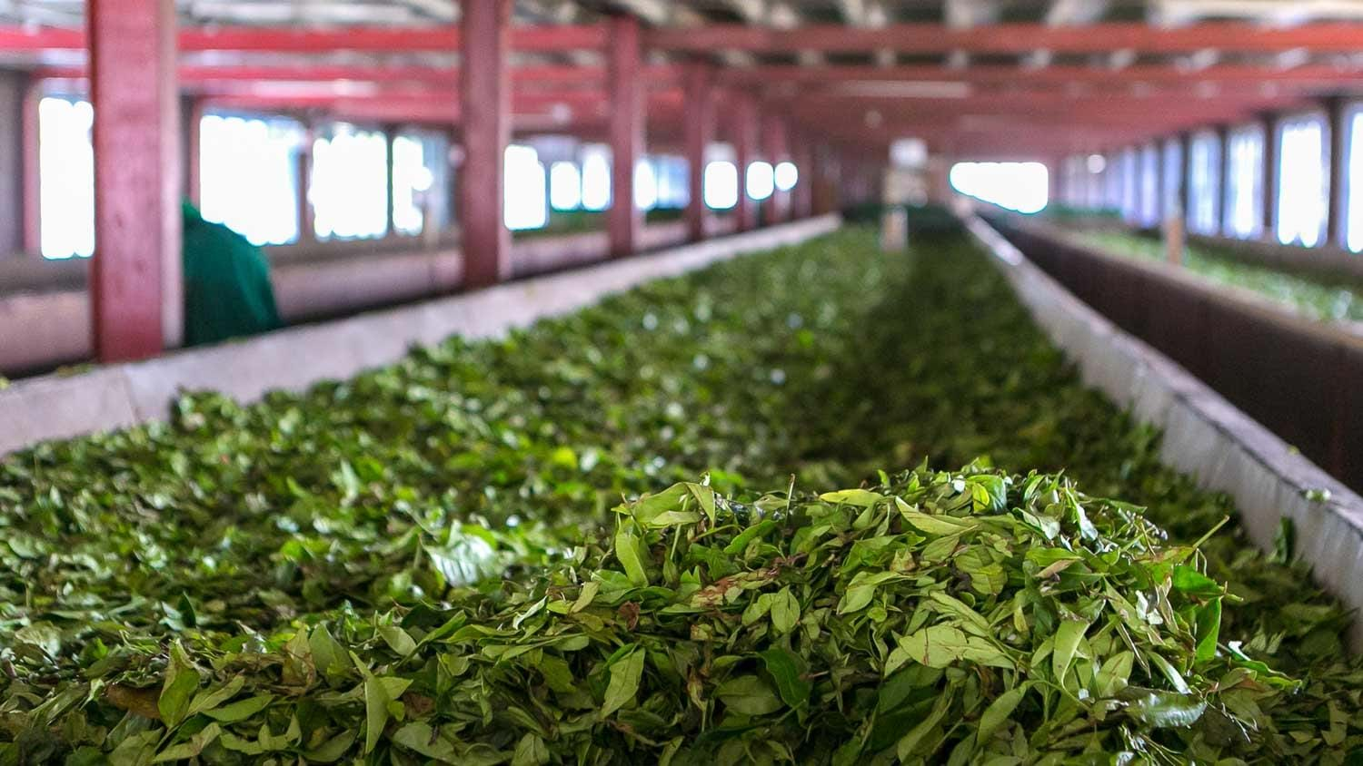 Visit a Tea Factory in Darjeeling | TransIndus