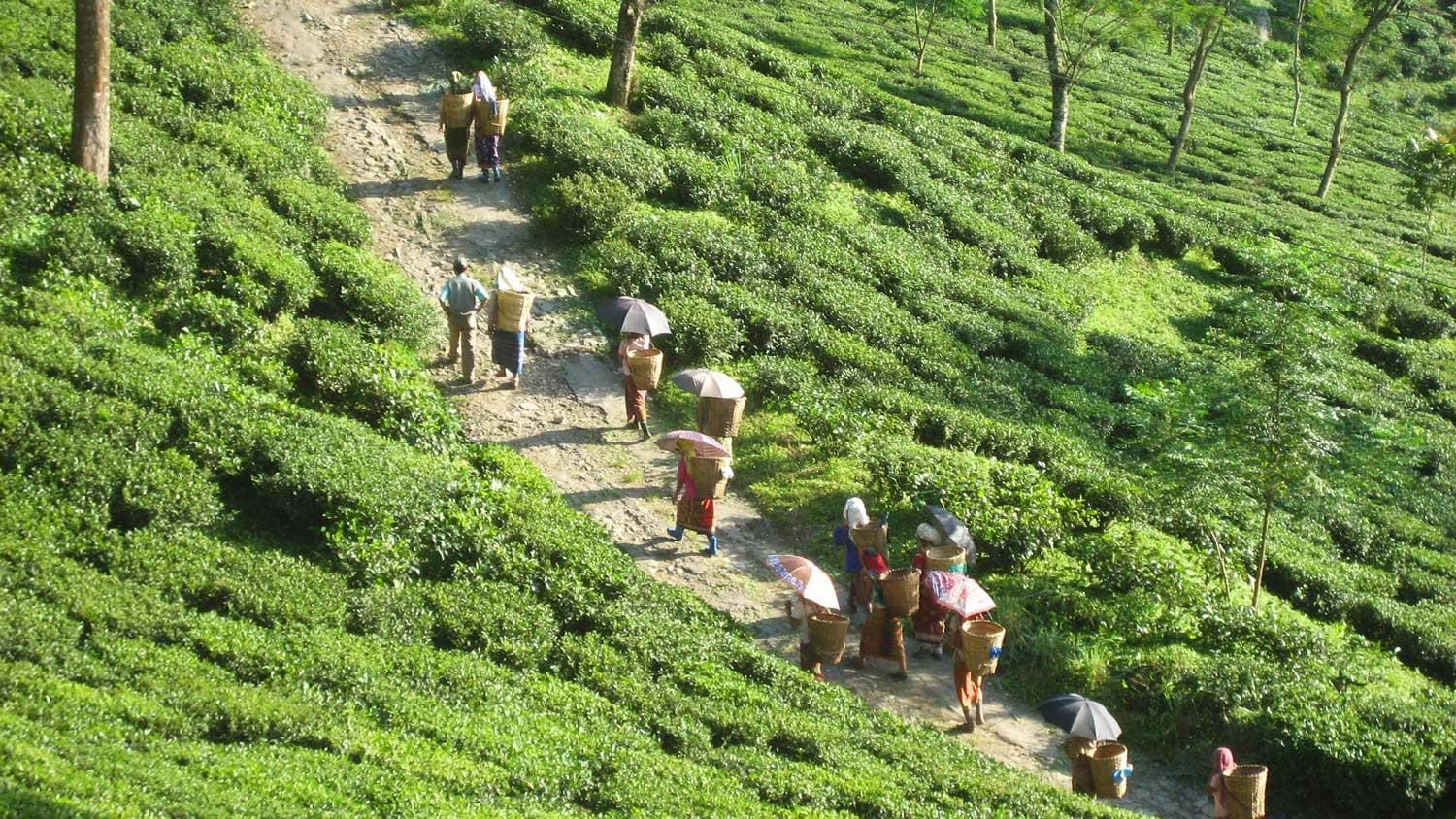 Darjeeling Plantation Walks | TransIndus