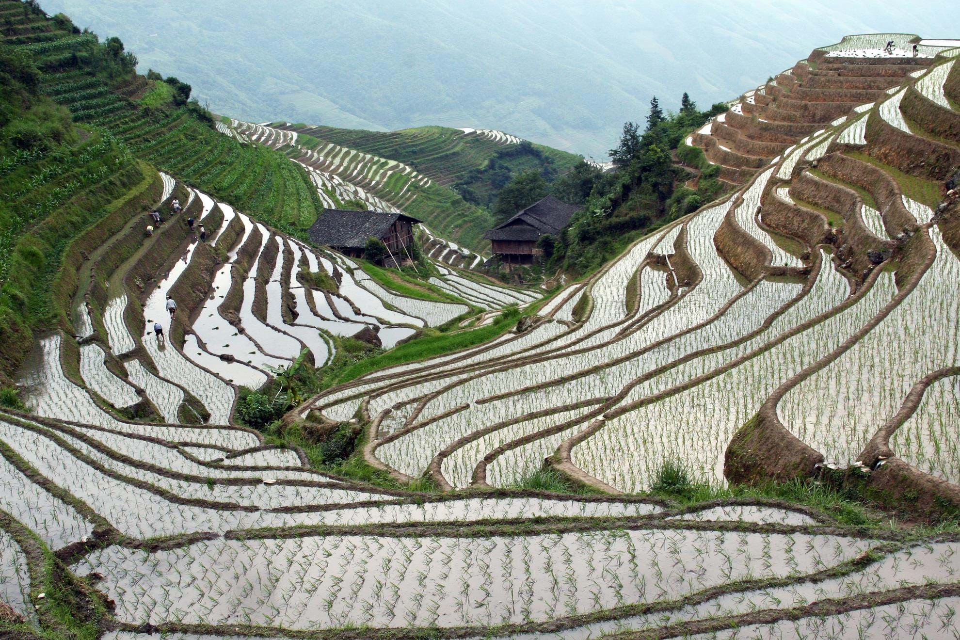 Group Tours & Luxury Holidays to Longji & Rice Terraces | TransIndus