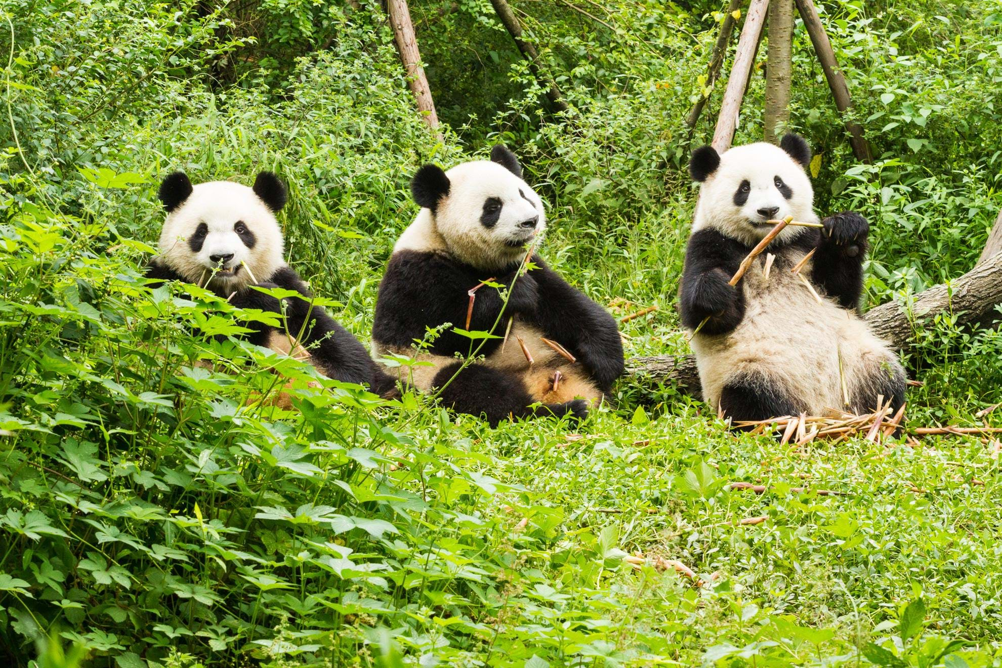 Small Group Tours & Luxury Holidays to Giant Panda Base | TransIndus