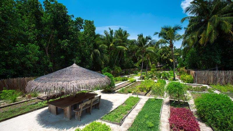 Gili Lankanfushi garden