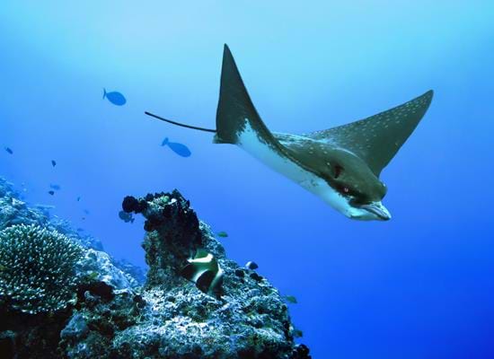 Sea Life in the Maldives - Diving & Snorkelling