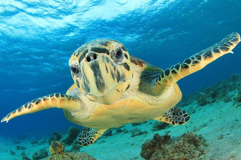 Maldives Turtle