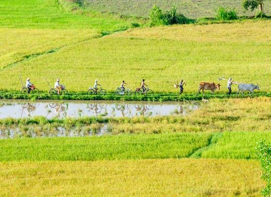 Cycling in the Mekong Delta