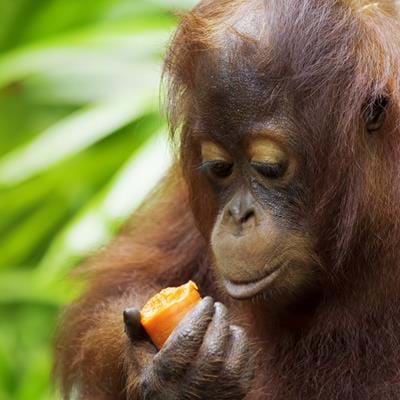 Fighting for Survival: Saving the Orangutan in Borneo
