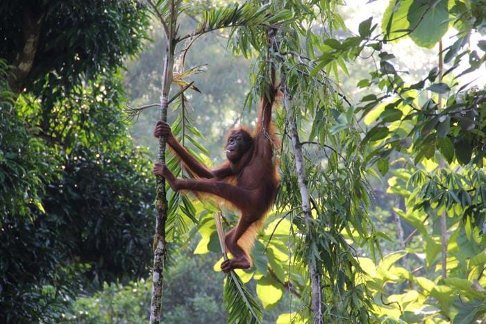 The Wonders Of Borneo Wildlife | TransIndus