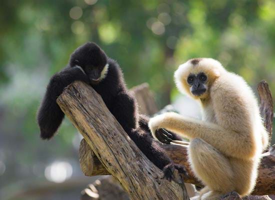 The Gibbon Experience, Bokeo Nature Reserve
