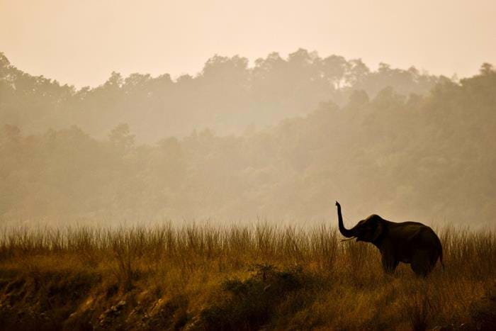 Wildlife - India or Nepal | TransIndus