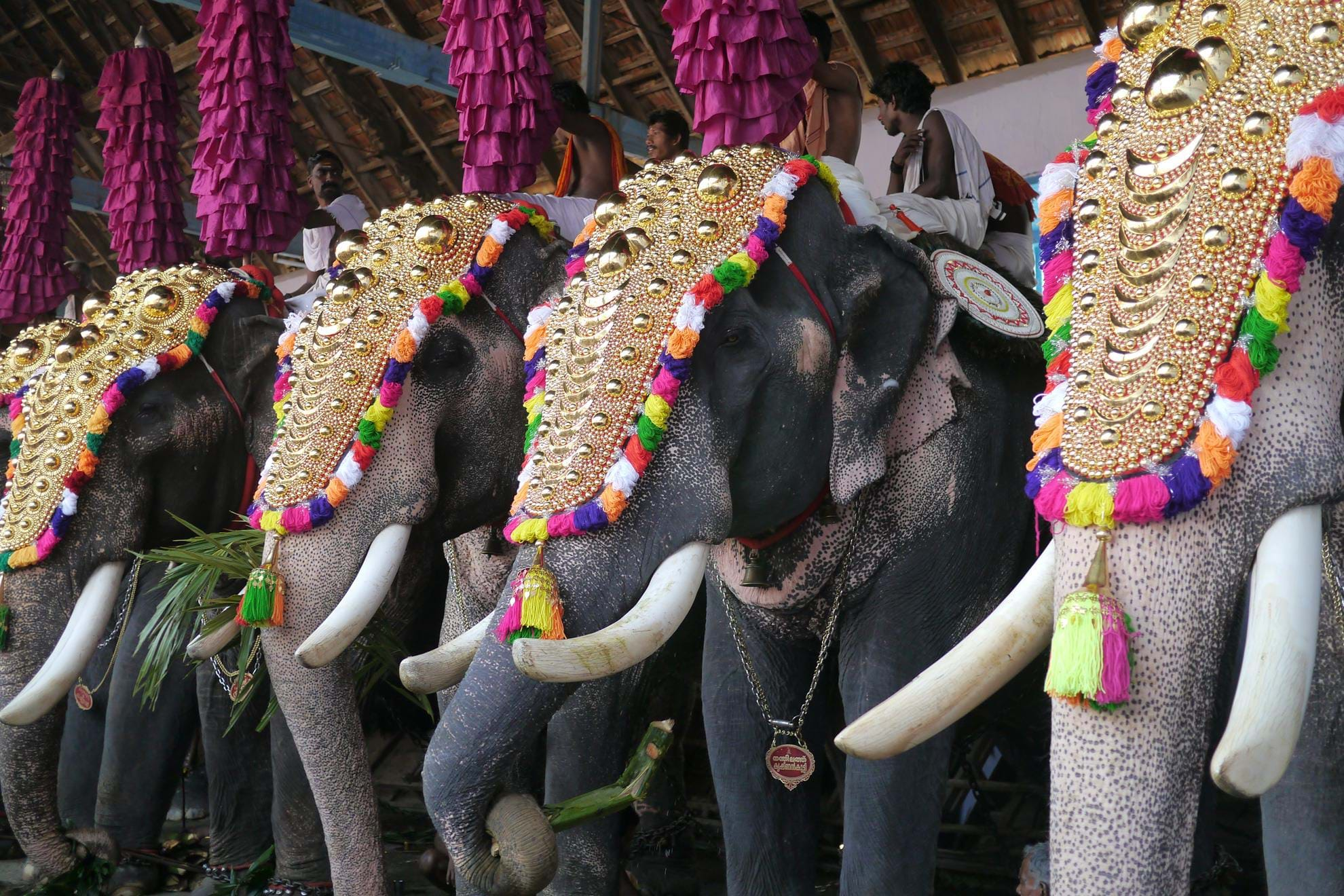 Small Group Tours & Holidays inc. Temple Festivals in Kerala | TransIndus